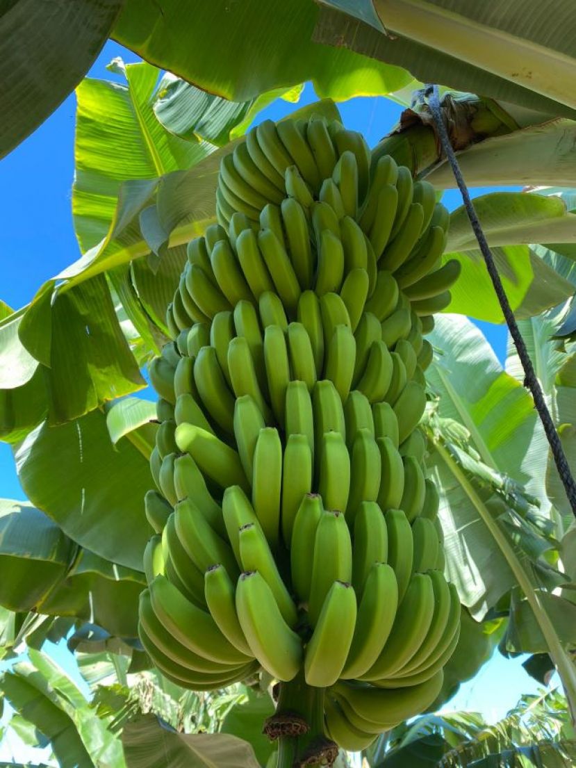 Convocatoria de ayudas para la producci&oacute;n ecol&oacute;gica en agricultura y ganader&iacute;a