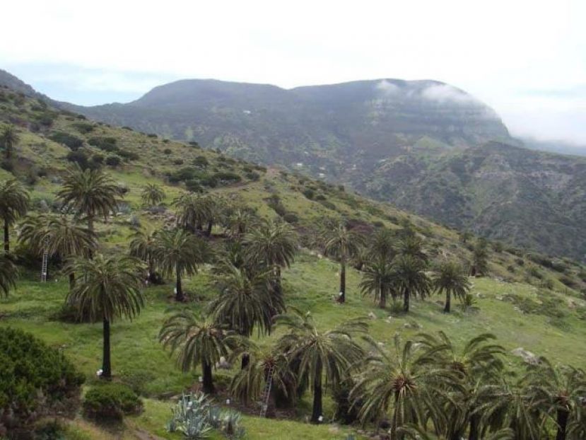 La Gomera y Cabo Verde coordinan acciones para la conservación de los palmerales