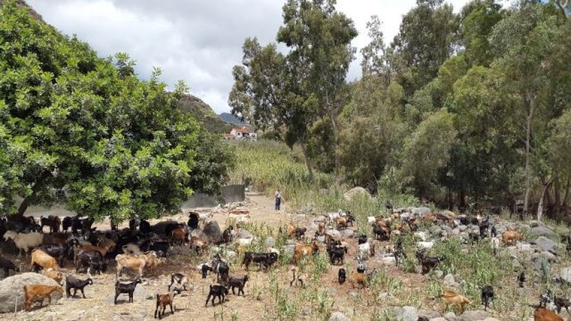 Lucha contra las ca&ntilde;as y la maleza para prevenir y controlar incendios