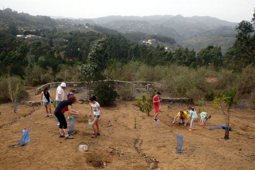 Firgas: Plantados 125 &aacute;rboles de laurisilva en la Monta&ntilde;a de Firgas