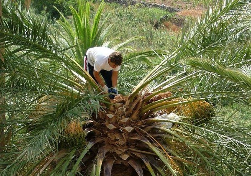 La miel de palma, el dulce manjar de La Gomera