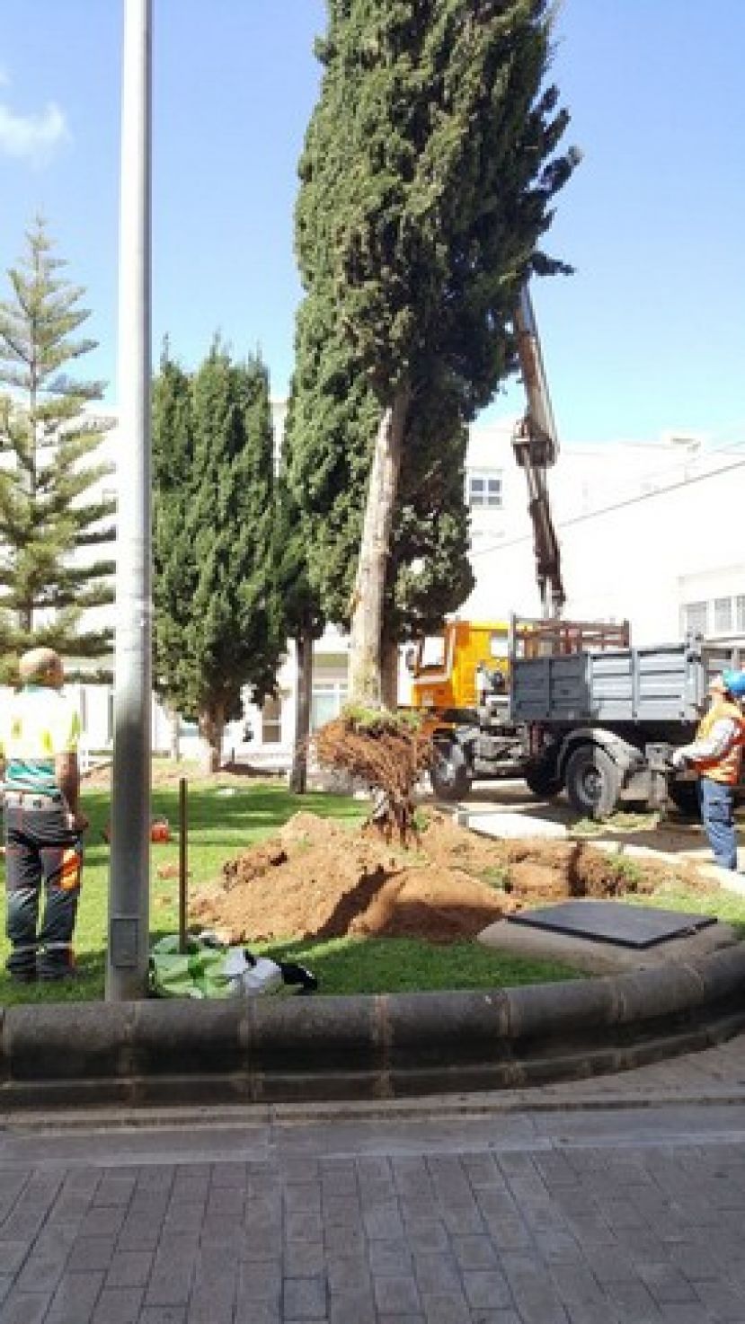 Gu&iacute;a: Recuperaci&oacute;n de dos cipreses que fueron derribados en Las Huertas