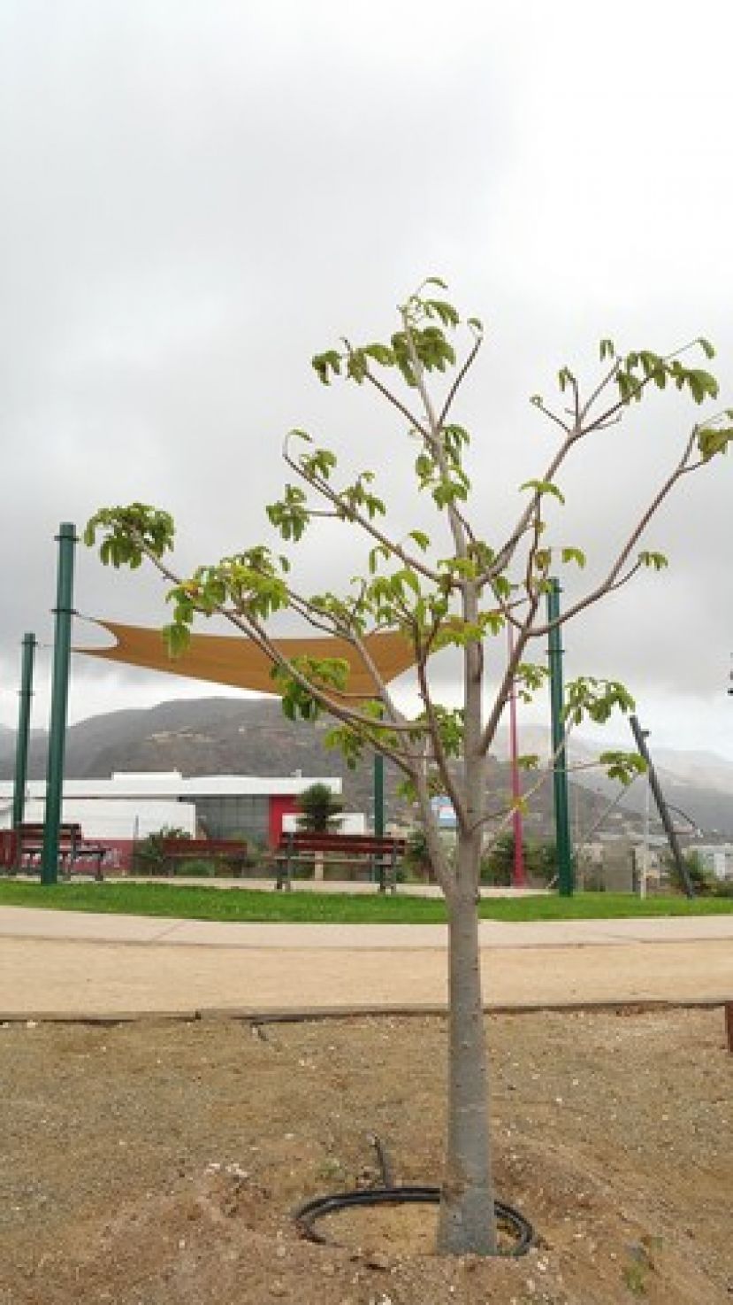 Guía: El Parque Urbano del Bardo cuenta con tres nuevos árboles