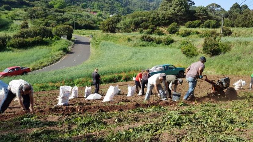 El Gobierno canario abona 3,3 millones a los productores de papa de mesa