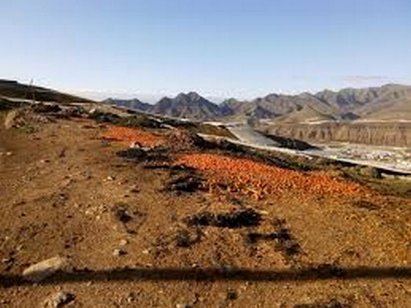 La Aldea ha conmemorado el D&iacute;a Mundial del Medio Ambiente