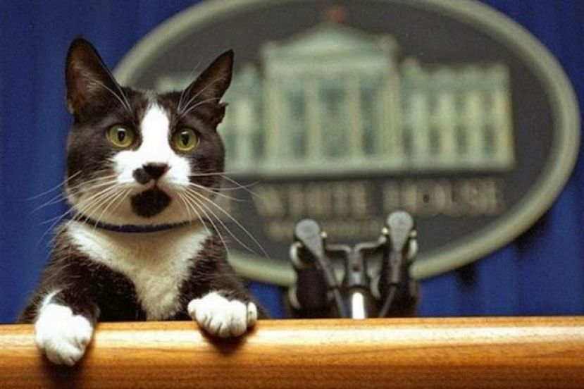 Celebraci&oacute;n del "D&iacute;a del Gato" en recuerdo de "Socks" el gato de Bill Clinton