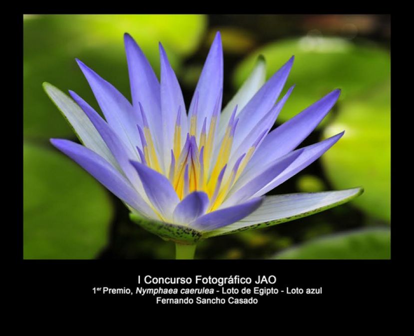 Premios del I Concurso de Fotografía del Jardín Botánico de La Orotava