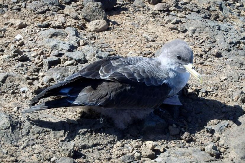 Suelta de Pardelas en la costa de Arucas