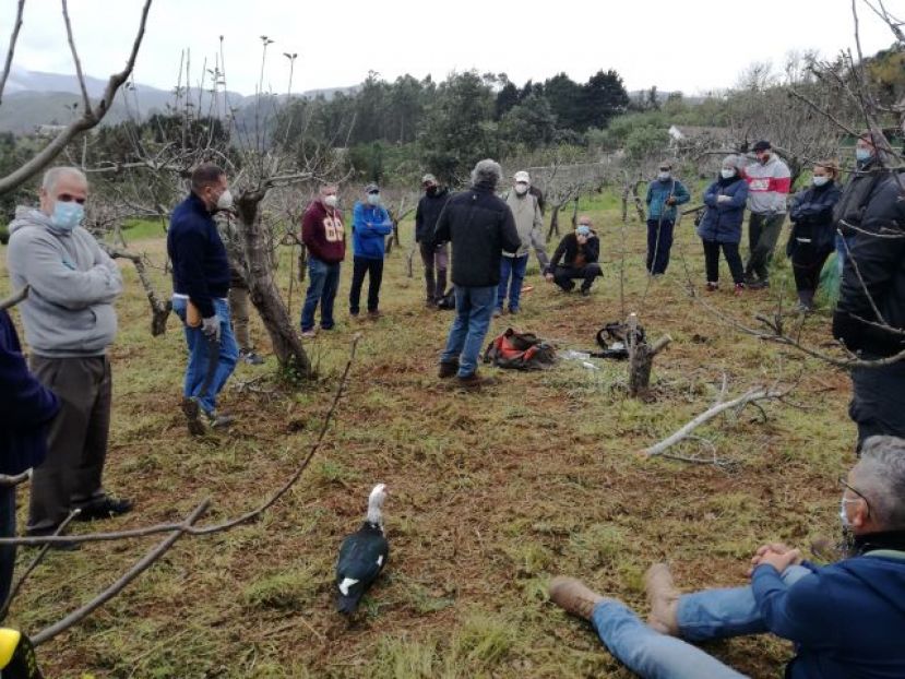 Valleseco acogi&oacute; el curso de &ldquo;Poda de manzanos&rdquo;