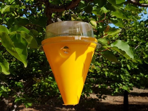 El Cabildo entregará 18.000 trampas para proteger 140.000 árboles de la mosca de la fruta en Gran Canaria