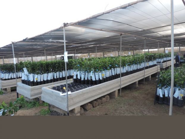 15.000 árboles frutales a los agricultores de Gran Canaria