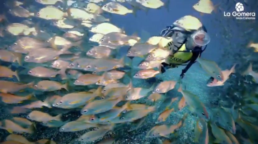 La Gomera organiza su primer concurso de fotograf&iacute;a submarina (V&iacute;deo noticia)