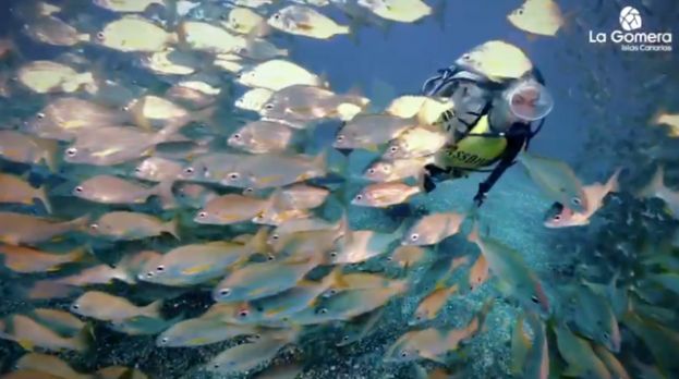 La Gomera organiza su primer concurso de fotograf&iacute;a submarina (V&iacute;deo noticia)