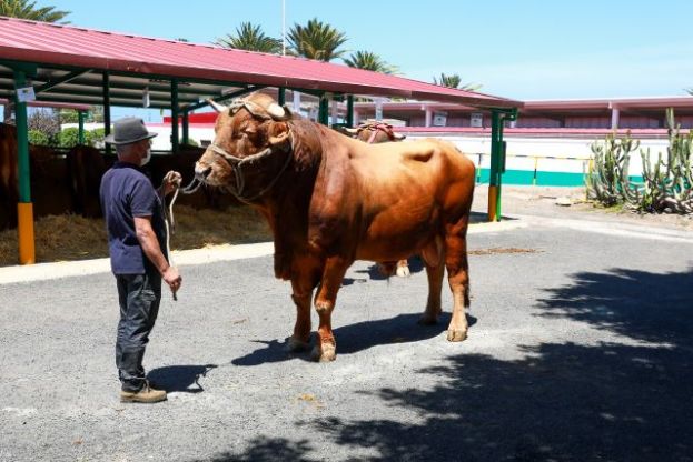 Manuel de Jes&uacute;s Ortega y Mar&iacute;a Dolores Hern&aacute;ndez, primeros en toro y vaca pa&iacute;s