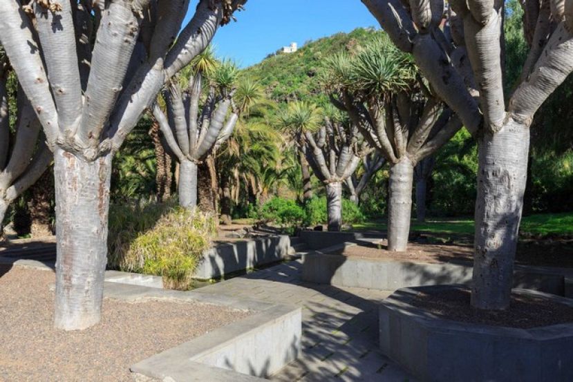 EL CABILDO CELEBRA LA PRIMERA DE LAS CUATRO VISITAS GUIADAS PREVISTAS AL JARD&Iacute;N BOT&Aacute;NICO VIERA Y CLAVIJO DE TAFIRA