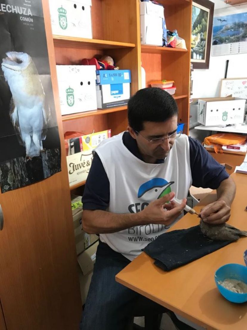 El Cabildo ampl&iacute;a el convenio con SEO BirdLife para el cuidado de pollos silvestres