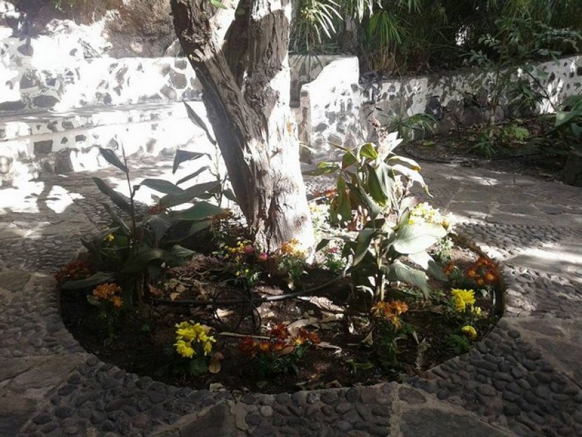 Agaete: Los niños y jóvenes decoran El Huerto de las Flores