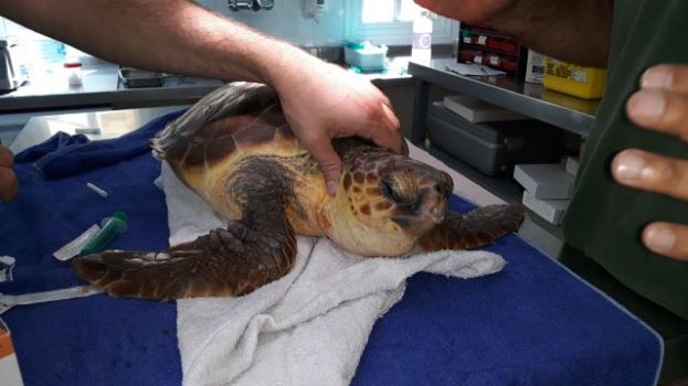 Una tortuga es asistida por el Cabildo de Gran Canaria en una c&aacute;mara hiperb&aacute;rica en un tratamiento sin precedentes en Canarias