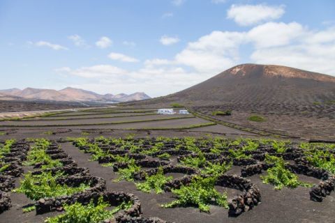 El Gobierno canario destina 3 millones de euros al cultivo de la vi&ntilde;a por hect&aacute;rea