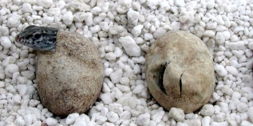 Nacen 65 nuevos ejemplares de Lagarto Gigante de La Gomera