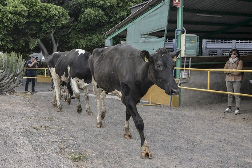 Las 33 novillas llegadas a La Granja del Cabildo darán 10.000 litros de leche al año