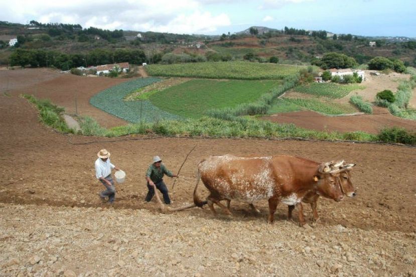 Cursos que ofrece el Cabildo, agricultura ecológica y ganadería productiva, en Abril