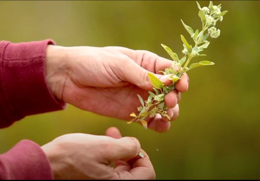 Los usos de las plantas silvestres en Gran Canaria desde los aborígenes a la actualidad protagonizan el acto por el Día Internacional de los Sitios