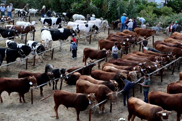 Valleseco: La Feria de Ganado se va a realizar este pr&oacute;ximo domingo d&iacute;a 4
