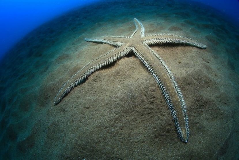 G&aacute;ldar: Se celebr&oacute; el El Open FotoSub Sardina