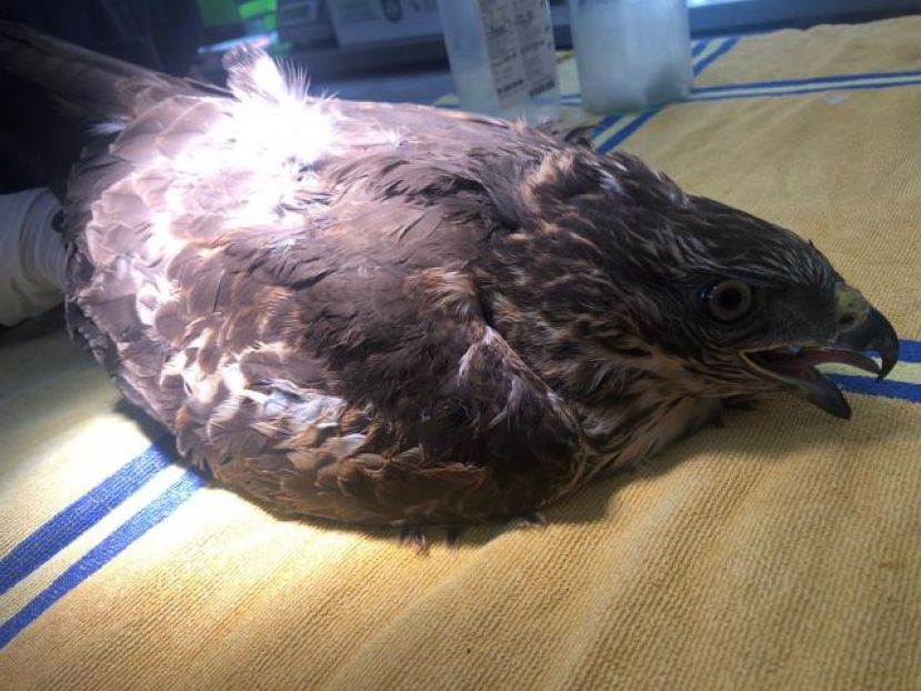 El aguililla que sufri&oacute; un disparo de escopeta volver&aacute; a surcar el cielo de Gran Canaria tras seis semanas de recuperaci&oacute;n