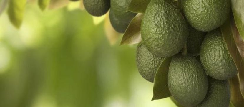 Presentaci&oacute;n de la I Feria del Aguacate de Mog&aacute;n