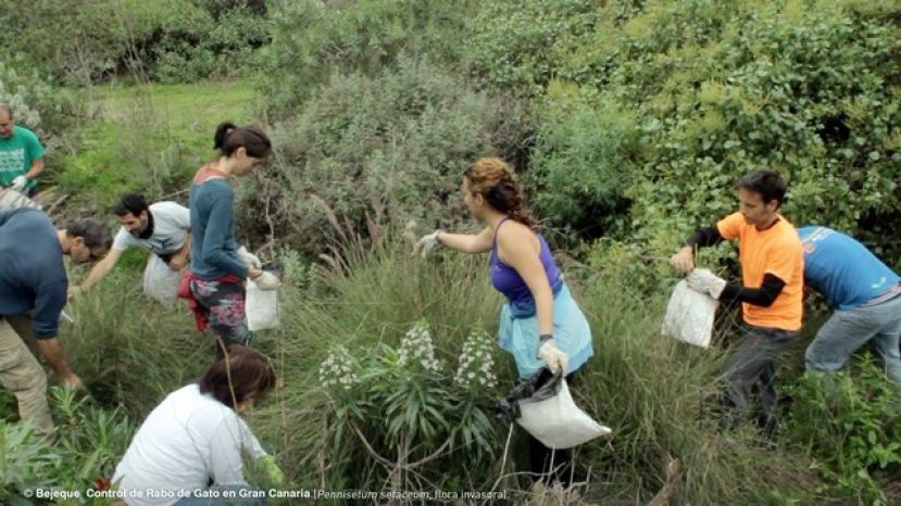 El Colectivo Bejeque continúa con la sensibilización sobre flora endémica