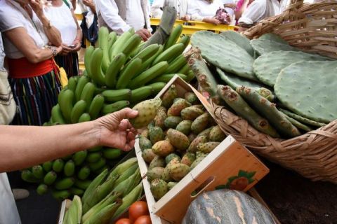 La entrega de la Ofrenda a la Virgen del Pino ser&aacute; el 3 de septiembre en C&aacute;ritas