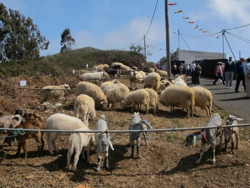 Gu&iacute;a: Monta&ntilde;a Alta celebra ma&ntilde;ana, d&iacute;a de San Jos&eacute;, su Feria de Ganado