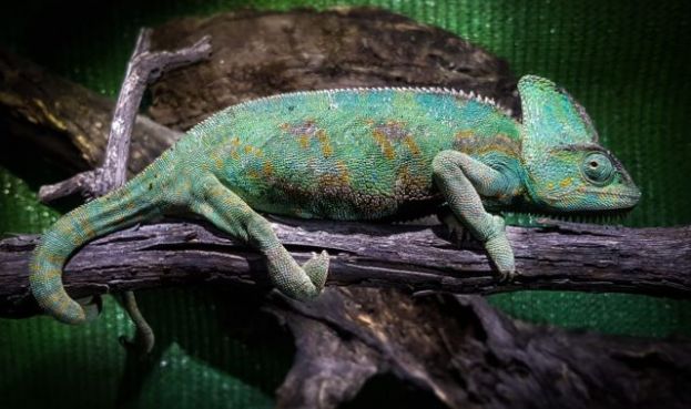 El Gobierno de Canarias captura m&aacute;s de 50 ejemplares de camale&oacute;n de Yemen