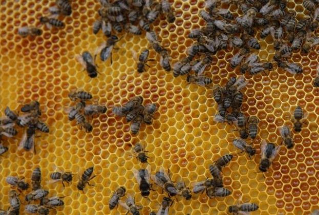 El sector ap&iacute;cola recibe 170.000 euros de ayuda del Gobierno canario