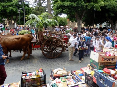 Miles de escolares protagonizan la Romer&iacute;a &ldquo;m&aacute;s bonita&rdquo; que se celebra en G&aacute;ldar
