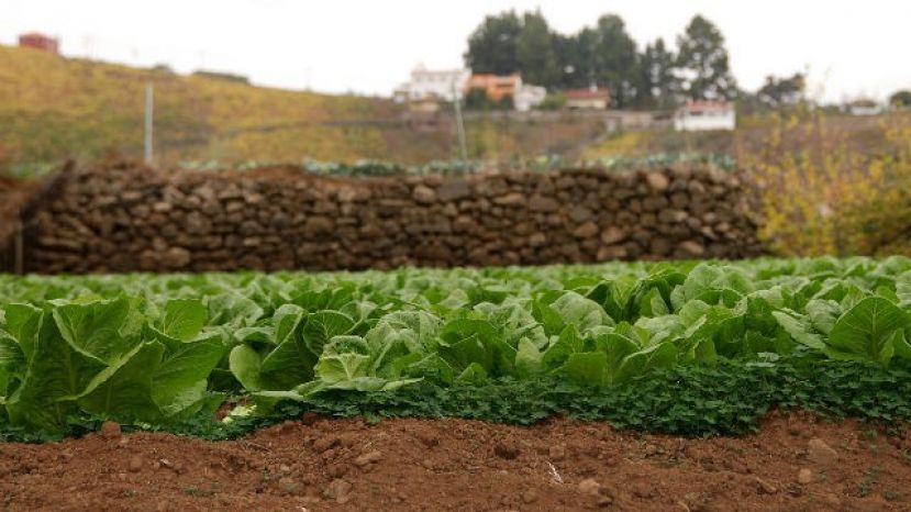 El Cabildo ayuda a los agricultores con 100.000 euros para &uacute;tiles de labranza