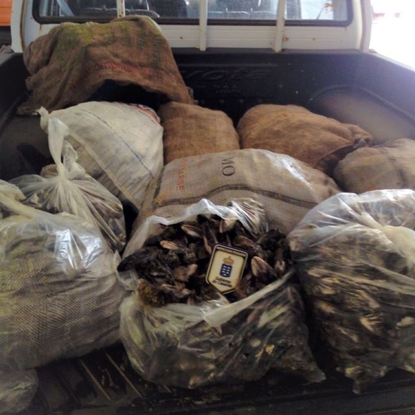 Inspecci&oacute;n Pesquera se incauta de m&aacute;s de 480 kilos de marisco y pescado ilegal durante la Semana Santa