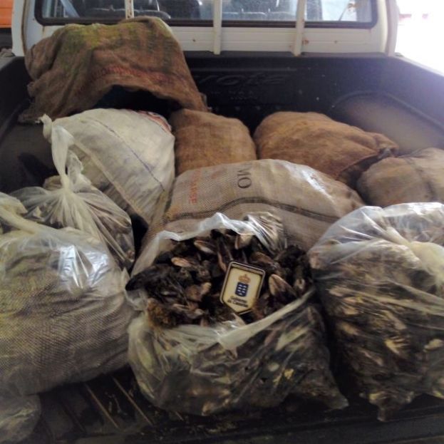 Inspección Pesquera se incauta de más de 480 kilos de marisco y pescado ilegal durante la Semana Santa
