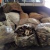 Inspección Pesquera se incauta de más de 480 kilos de marisco y pescado ilegal durante la Semana Santa