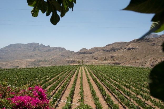 El vino grancanario Valara de la Bodega Tunte obtiene la Medalla de Plata en el Concurso Internacional Muscats du Monde