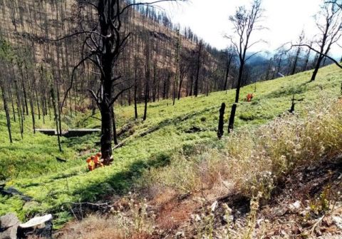 Finalizan los trabajos de restauraci&oacute;n ambiental en la zona afectada por el incendio de Gran Canaria
