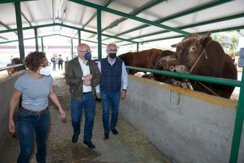 Lo mejor de la cabaña ganadera de la isla se muestra en la primera edición virtual de la Feria de Ganado