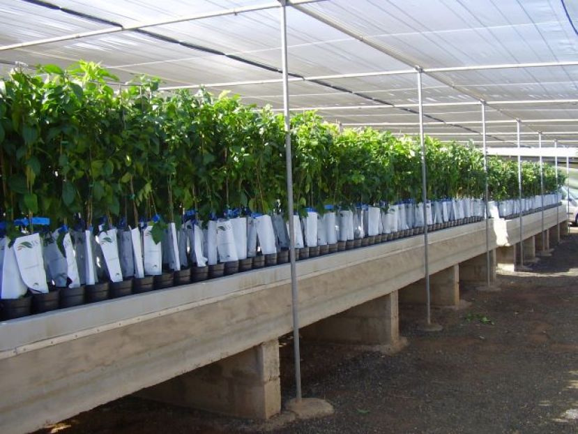 En marcha la campa&ntilde;a para entregar de &aacute;rboles frutales para los agricultores de Gran Canaria, ya sean naranjos o kiwis