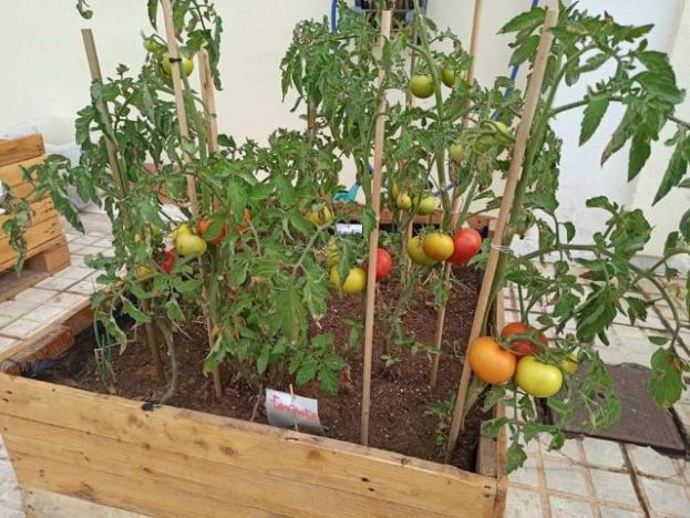 Educaci&oacute;n distingue a nueve centros escolares por sus huertos ecol&oacute;gicos