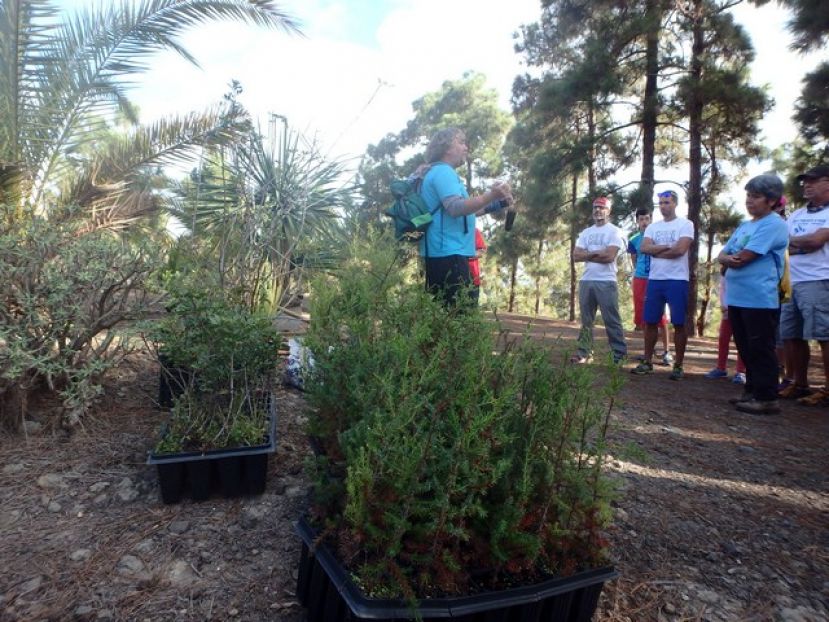 Arucas: Plantación de flora canaria en las laderas del Tiro Pichón, este domingo día 3