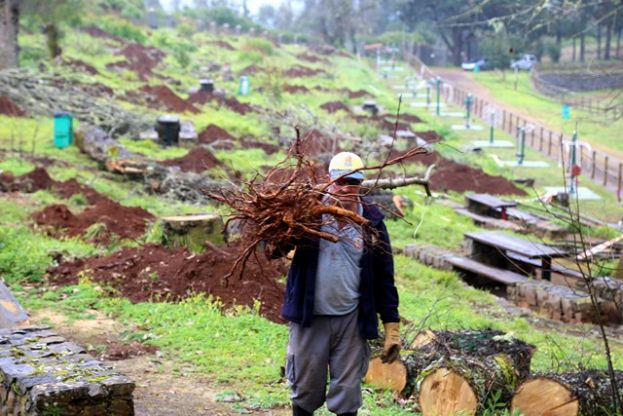 Valleseco: Repoblación de Castaños en La Laguna