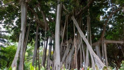 Transición Ecológica prueba un curso online sobre árboles y arboledas singulares de Canarias