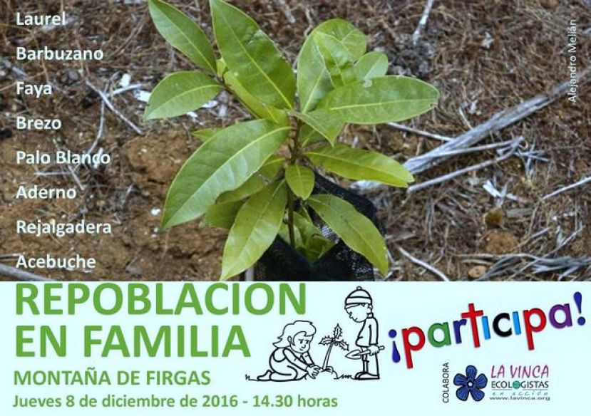Se plantaran 140 nuevas plantas end&eacute;micas en la Monta&ntilde;a de Firgas